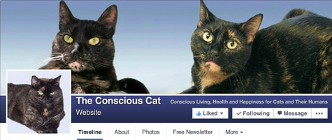 Conscious Cat B.jpg